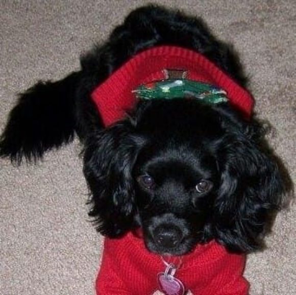 Meet your Posher, Marsha - Picture 1 of 1